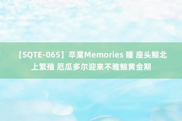 【SQTE-065】卒業Memories 瞳 座头鲸北上繁殖 厄瓜多尔迎来不雅鲸黄金期